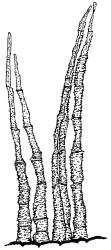 Bryoerythrophyllum dubium, peristome detail. Drawn from G.O.K. Sainsbury 16291, WELT M016159.
 Image: R.D. Seppelt © R.D.Seppelt All rights reserved